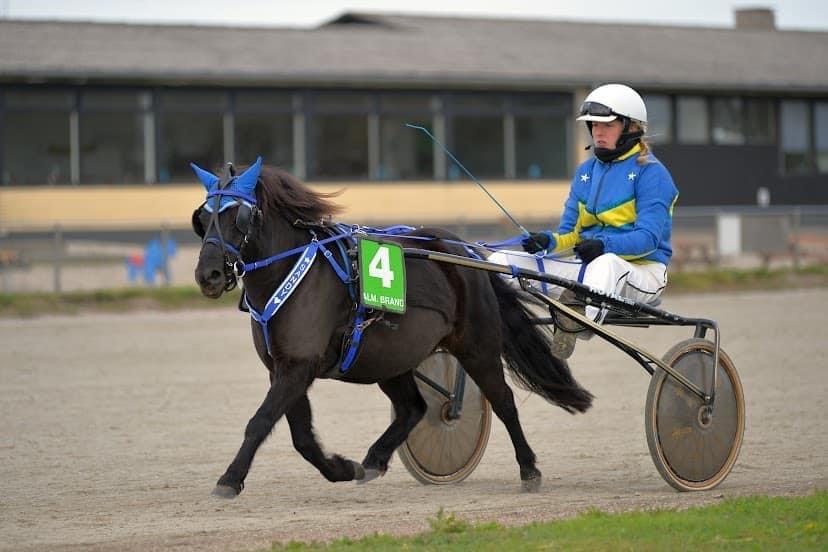 Anden særlig race Sandy - Ponytrav billede 16