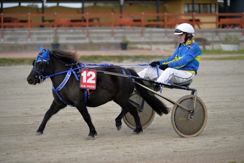 Anden særlig race Sandy - Ponytrav billede 17