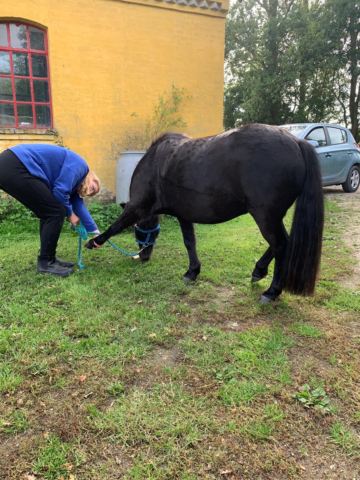 Anden særlig race Sandy - Sandy husker at strække ud efter træninger billede 19