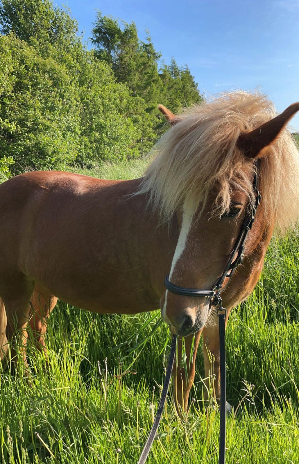 Islænder Sunna tøndborg billede 6