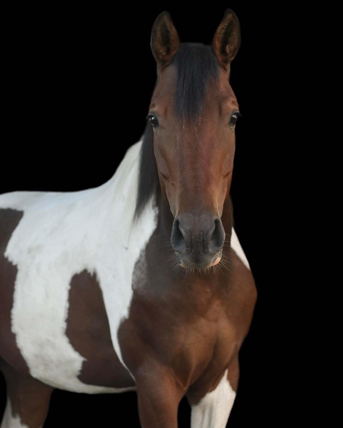 Pinto Løvegaardens Hidalgo billede 20