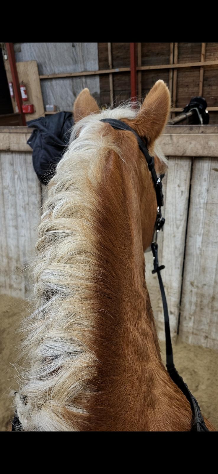 Haflinger Tottrupgaards Bellis billede 1