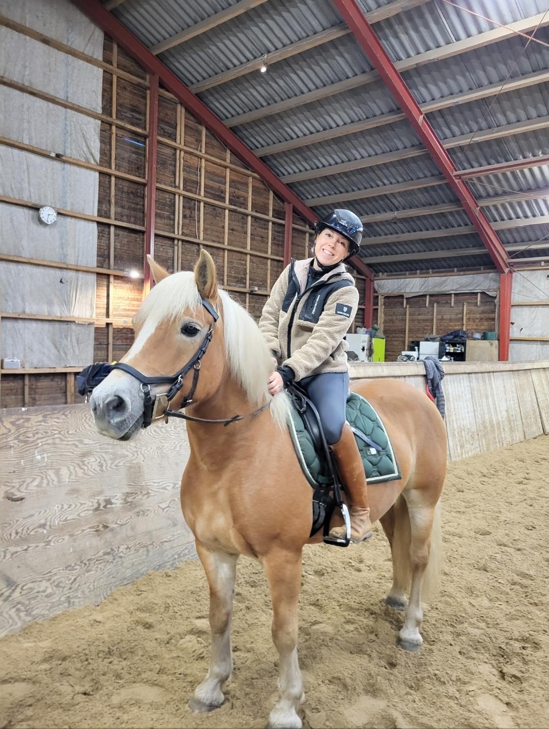 Haflinger Tottrupgaards Bellis billede 4