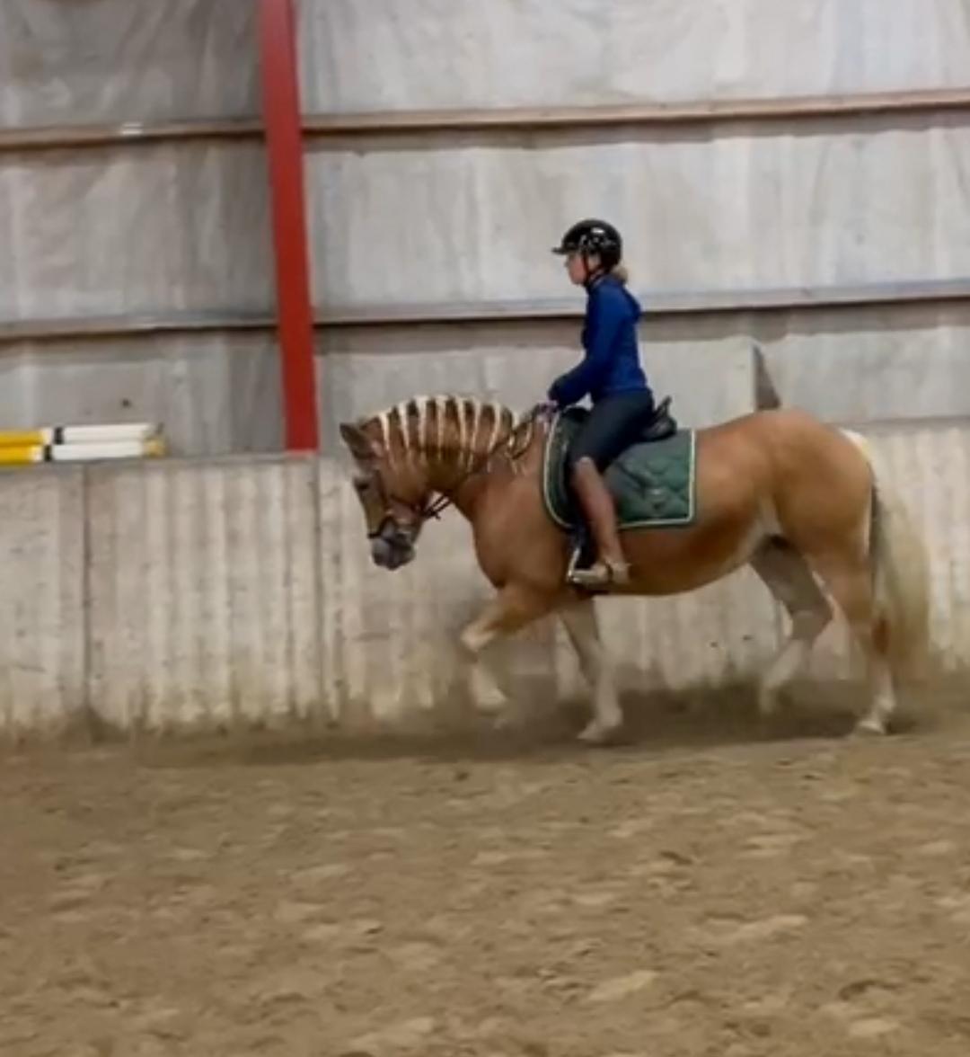Haflinger Tottrupgaards Bellis billede 5