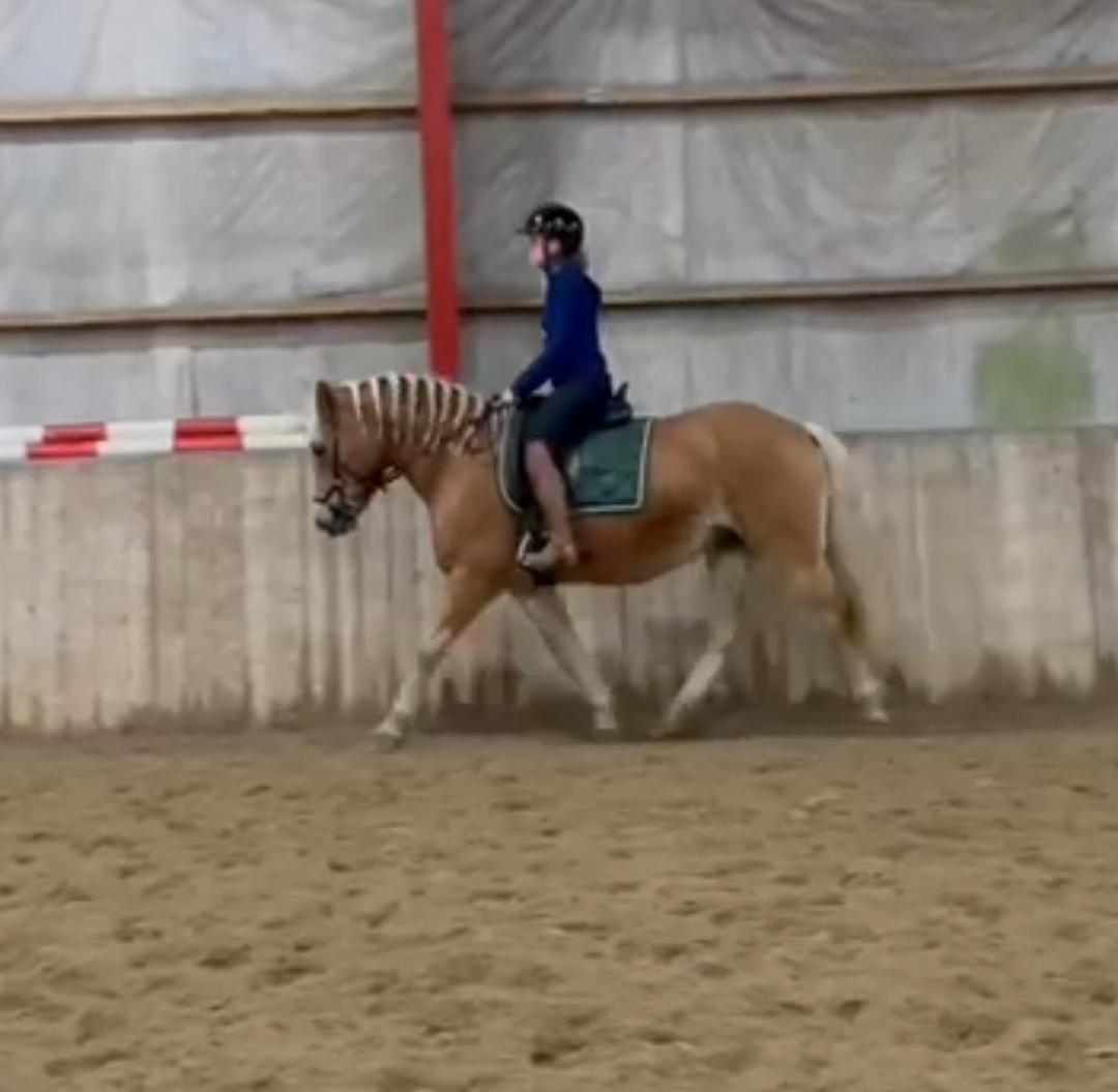 Haflinger Tottrupgaards Bellis billede 2