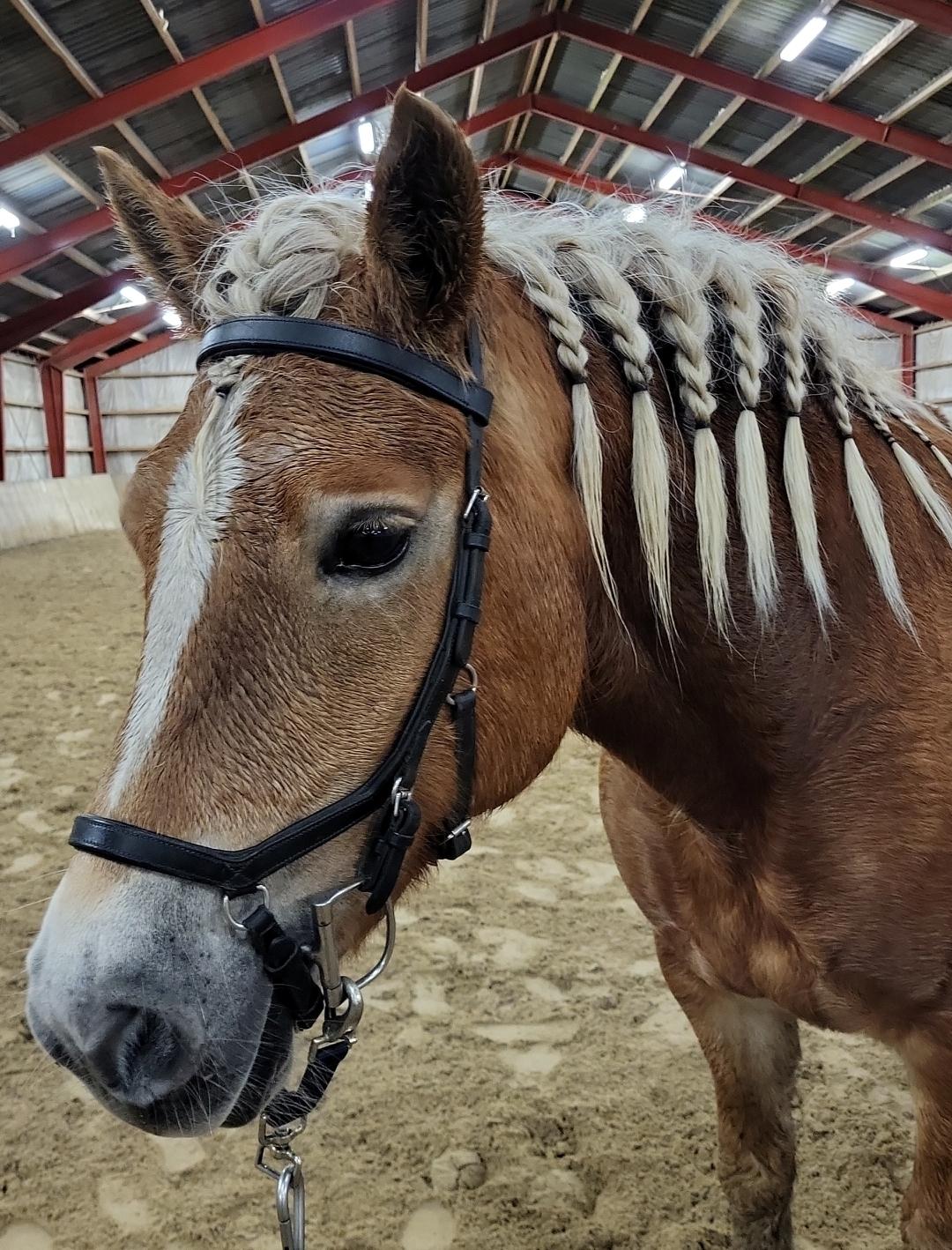 Haflinger Tottrupgaards Bellis billede 3