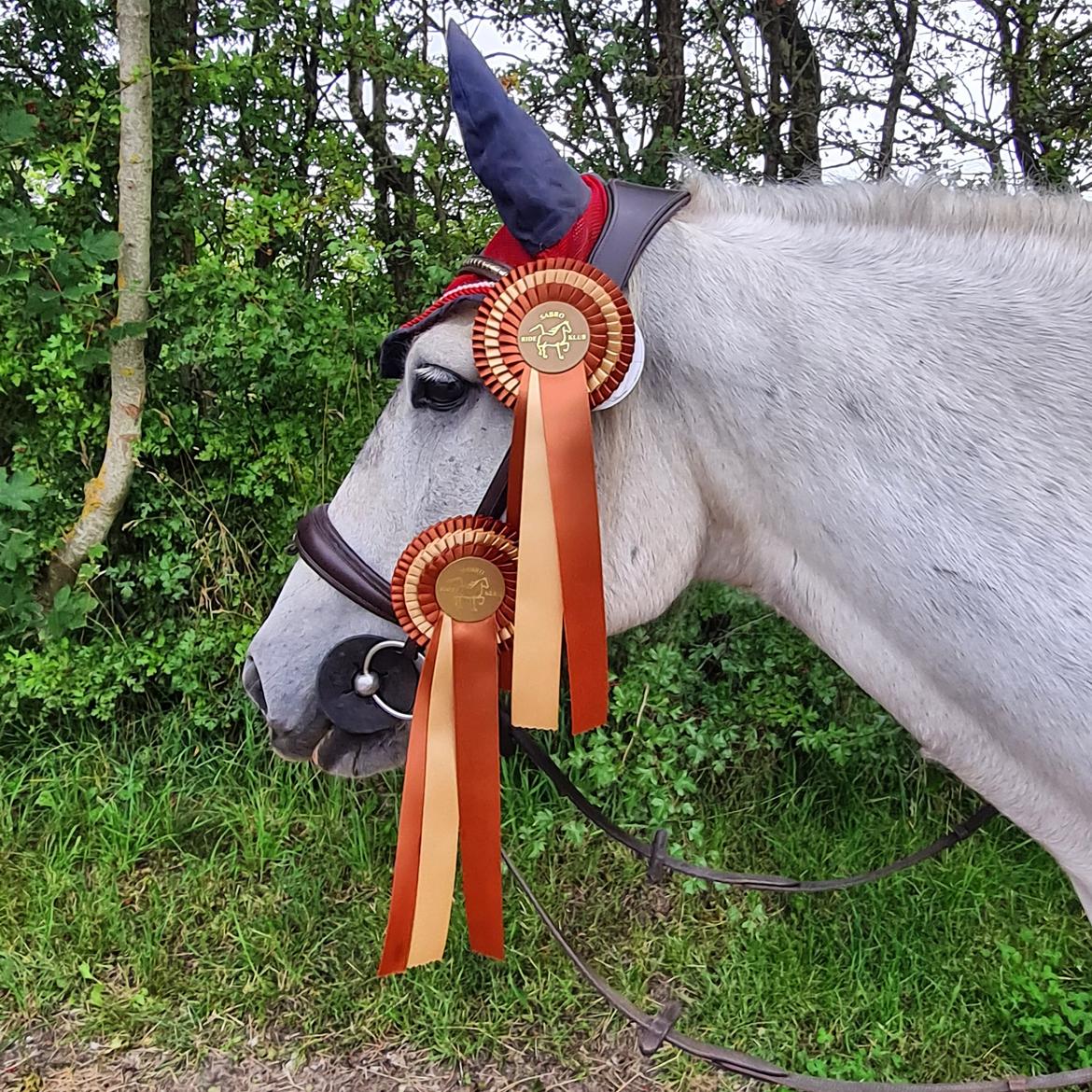 Irish Cob Crossbreed Vs. the flying dutchmann billede 3