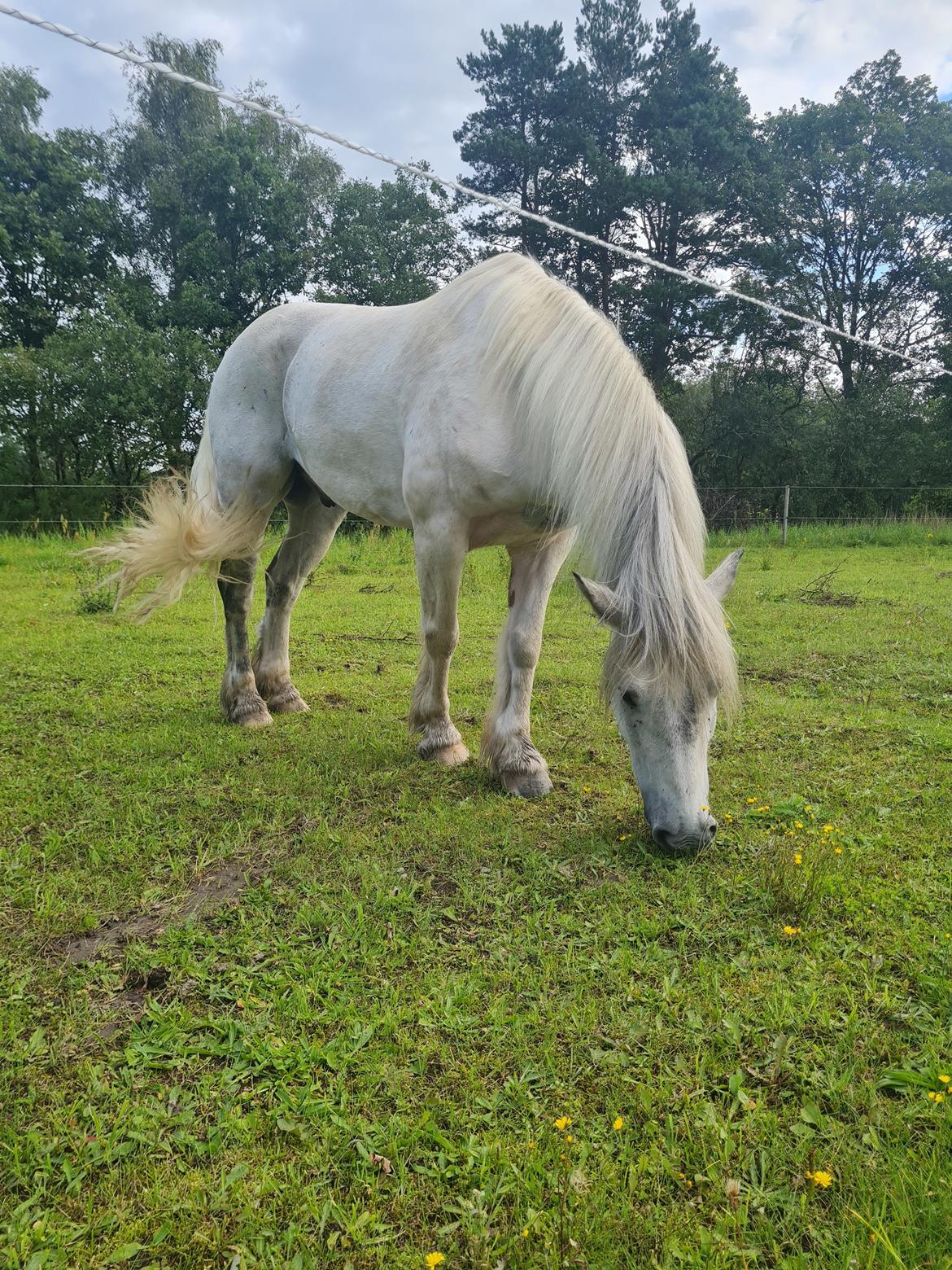 Irish Cob Crossbreed Vs. the flying dutchmann billede 4