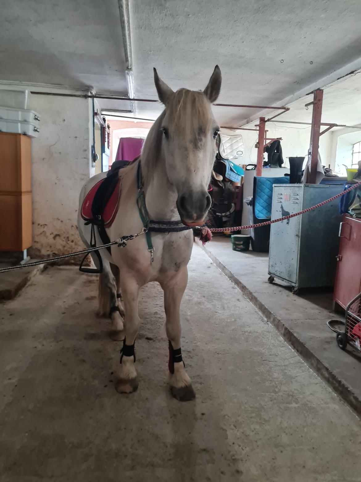 Irish Cob Crossbreed Vs. the flying dutchmann billede 5