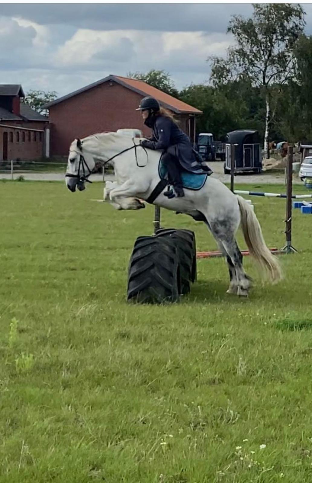 Irish Cob Crossbreed Vs. the flying dutchmann billede 7