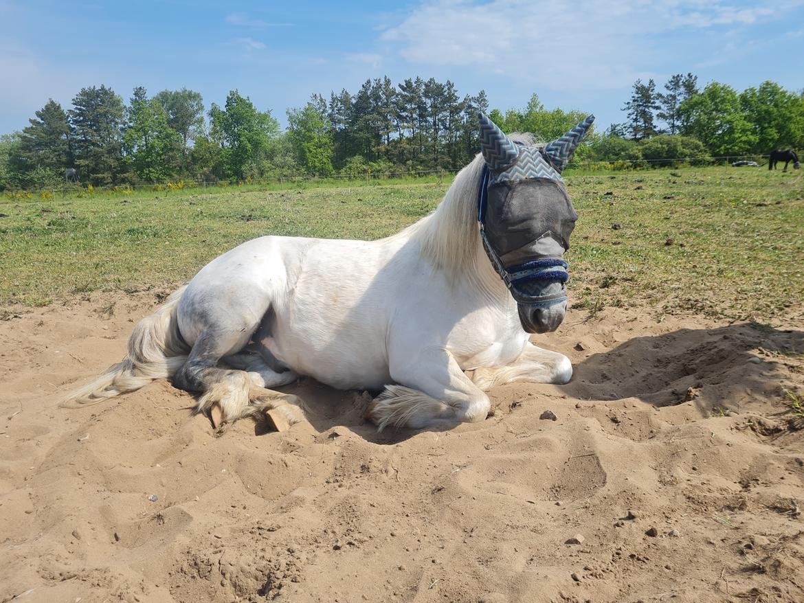 Irish Cob Crossbreed Vs. the flying dutchmann billede 8