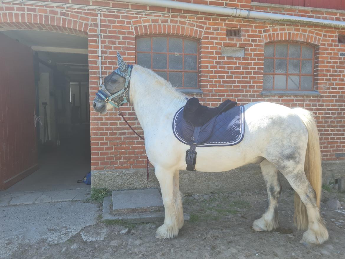 Irish Cob Crossbreed Vs. the flying dutchmann billede 9