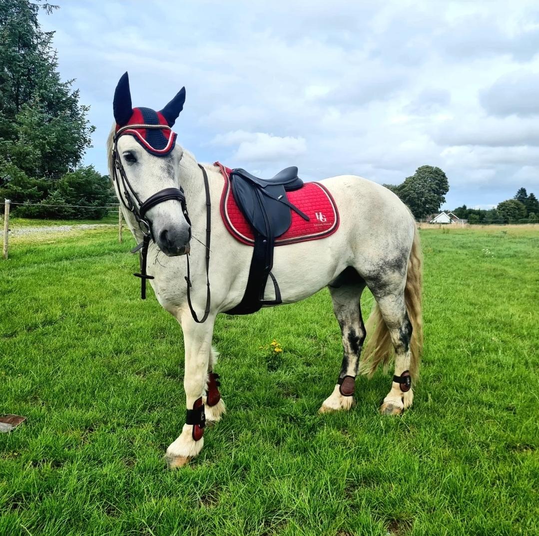 Irish Cob Crossbreed Vs. the flying dutchmann billede 6