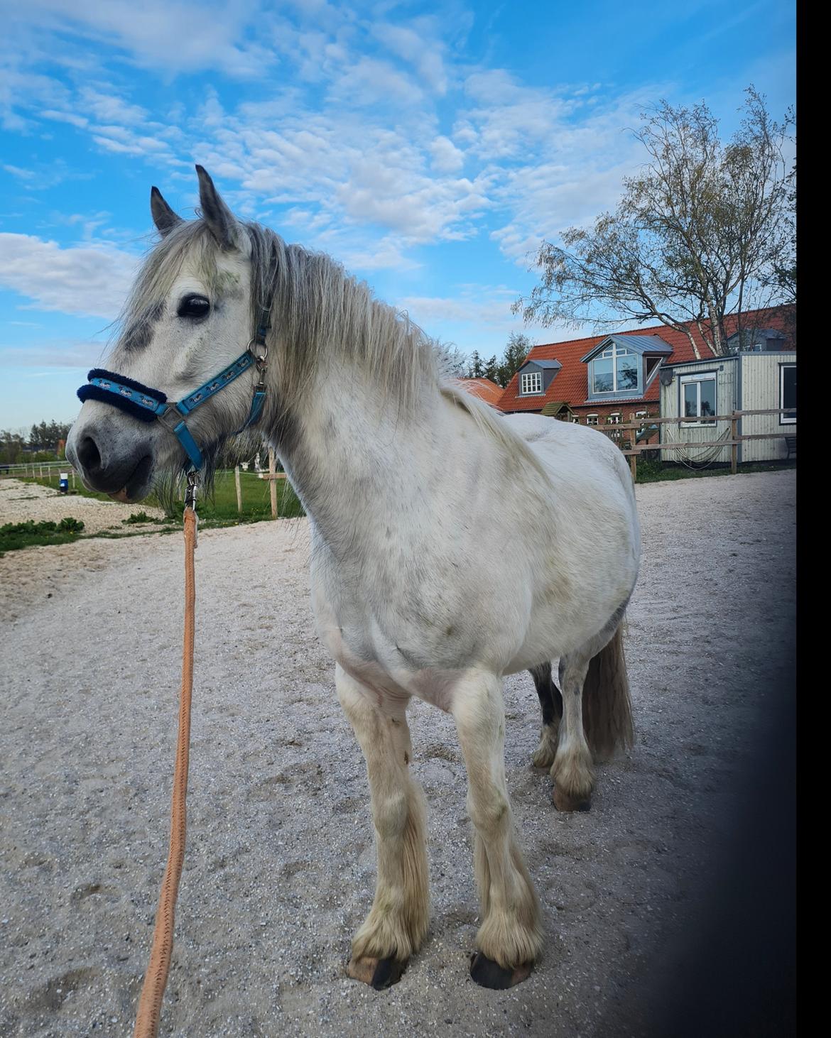 Irish Cob Crossbreed Vs. the flying dutchmann billede 11