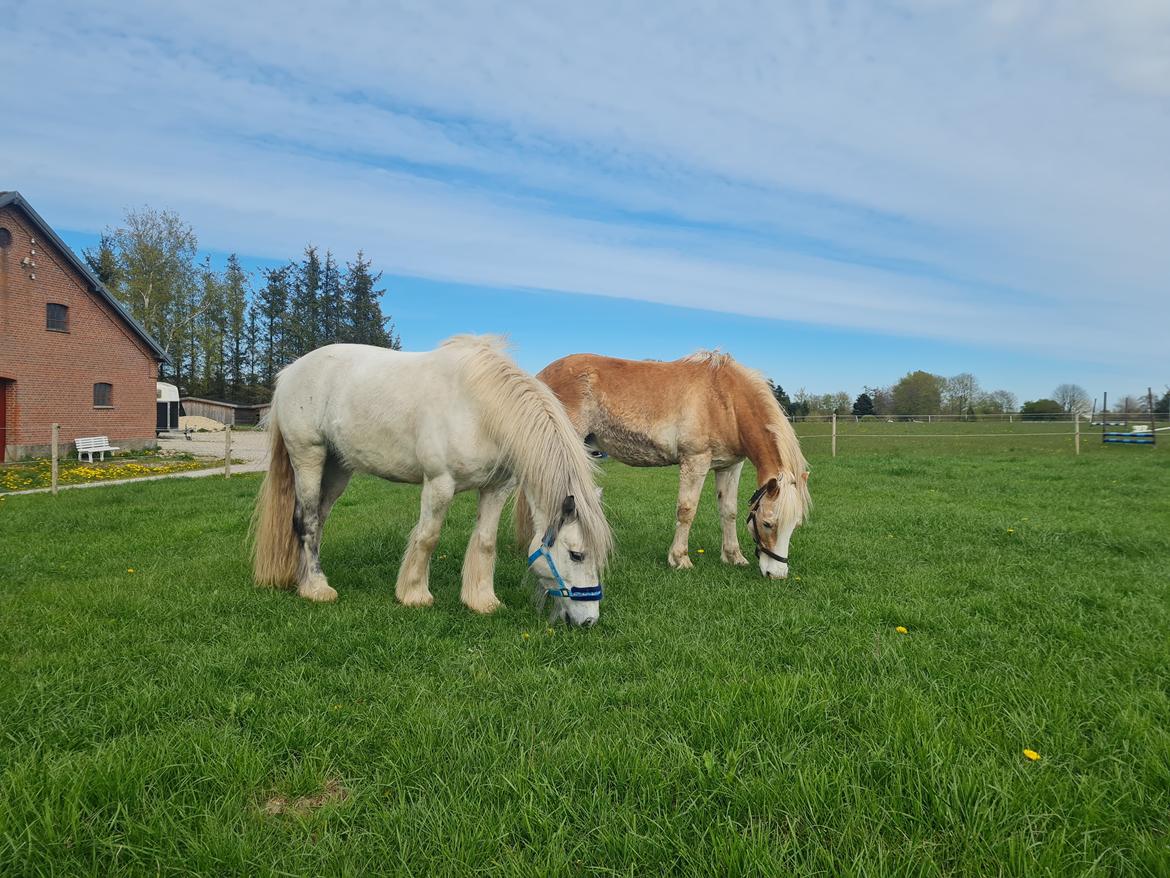 Irish Cob Crossbreed Vs. the flying dutchmann billede 12