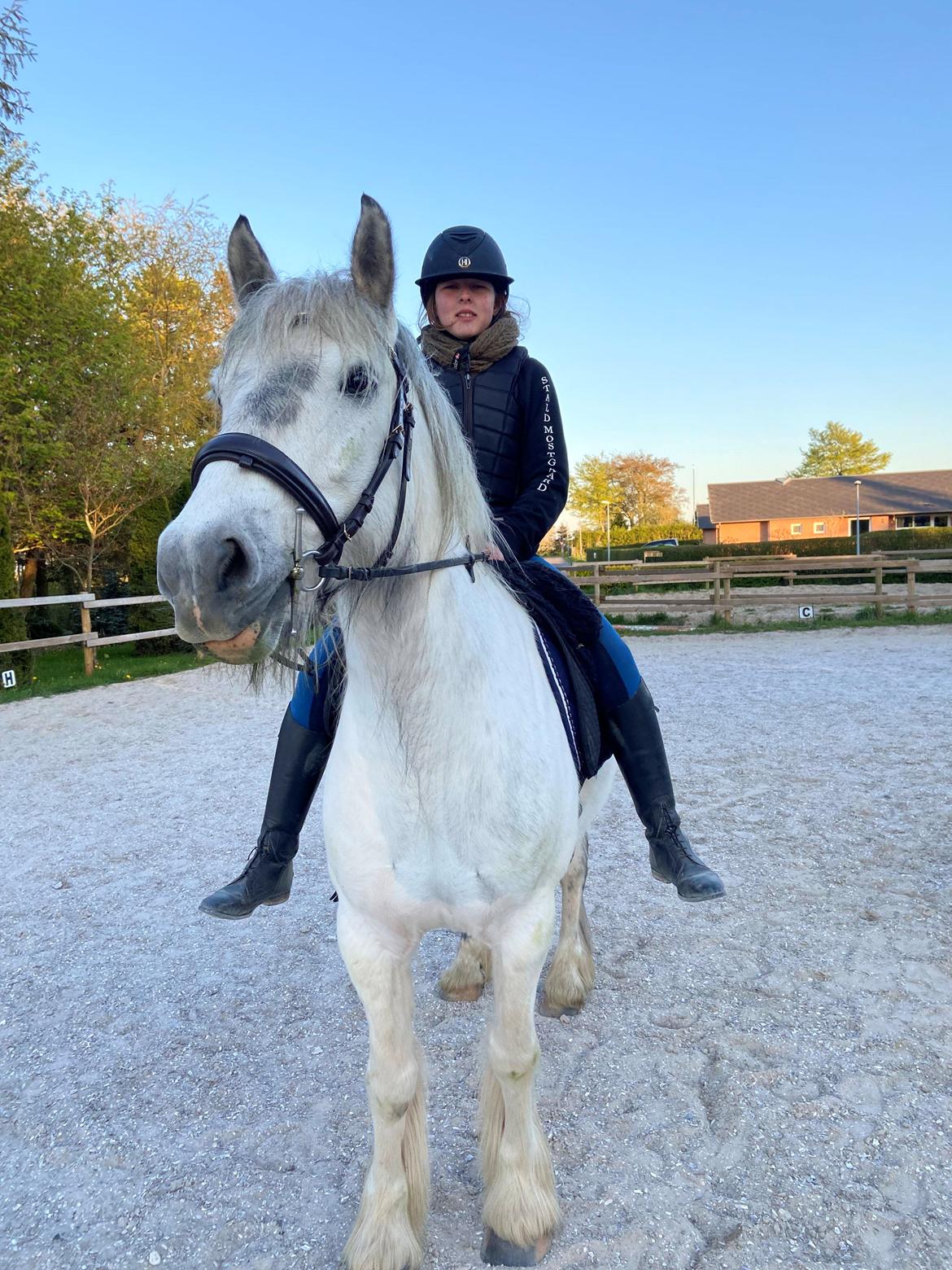 Irish Cob Crossbreed Vs. the flying dutchmann billede 10