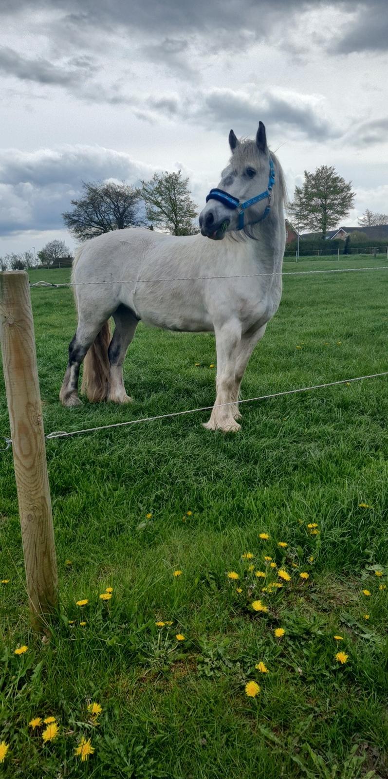 Irish Cob Crossbreed Vs. the flying dutchmann billede 15