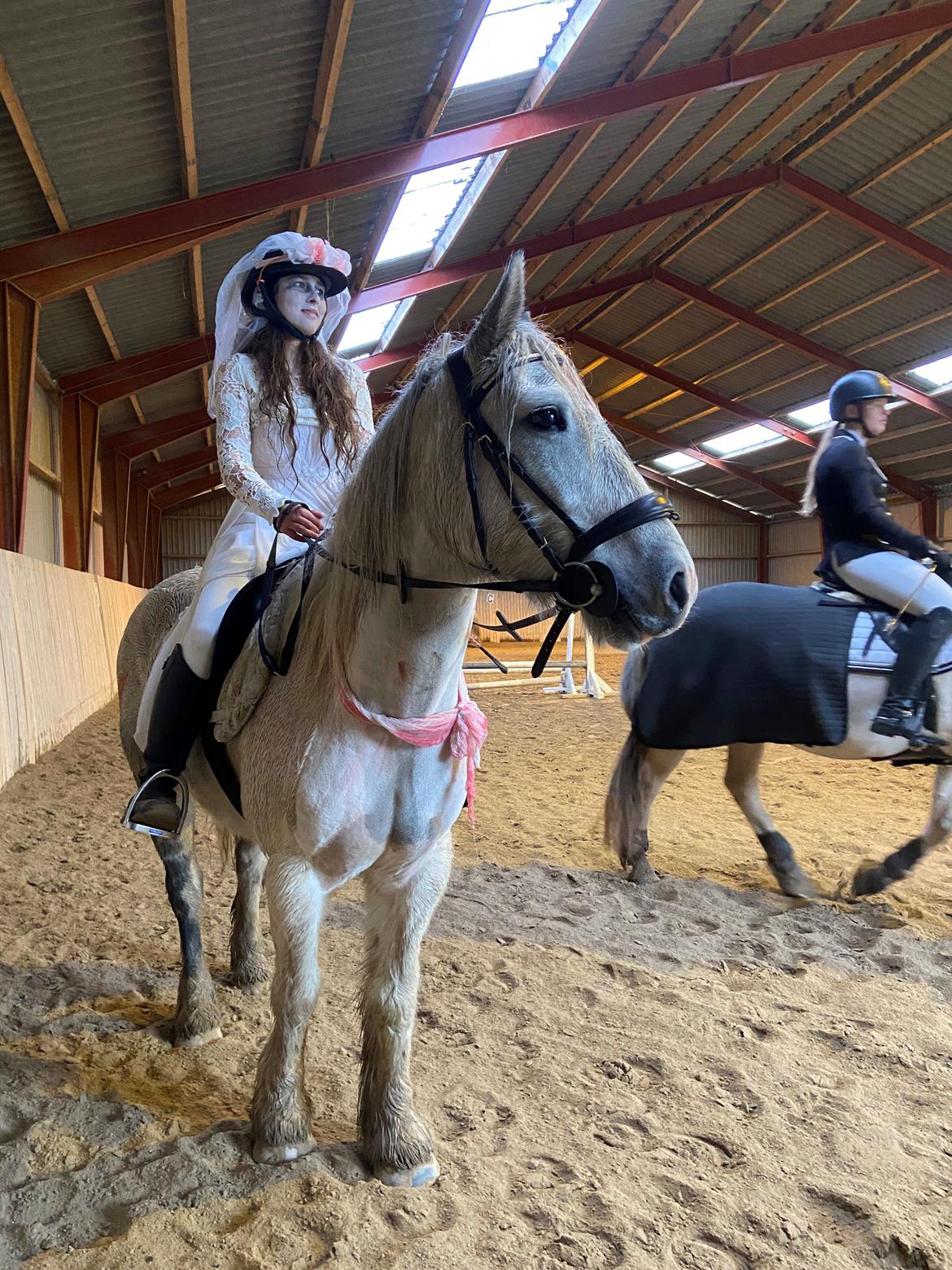 Irish Cob Crossbreed Vs. the flying dutchmann billede 13