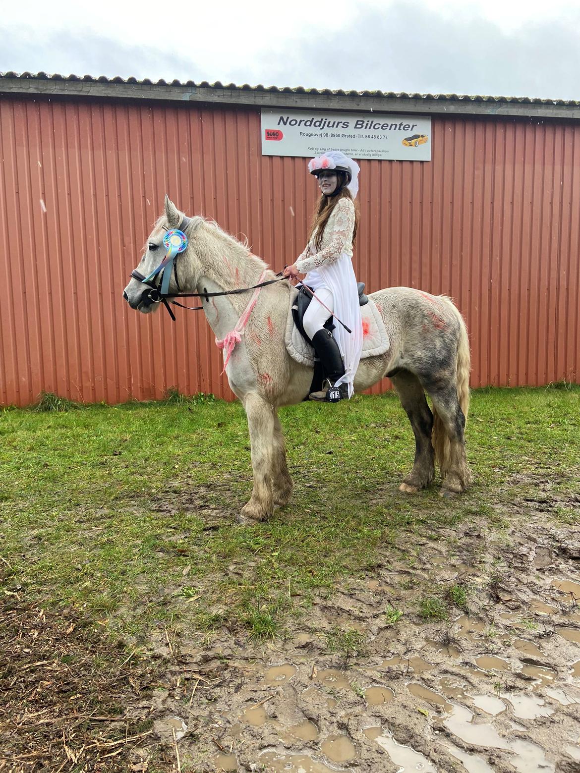 Irish Cob Crossbreed Vs. the flying dutchmann billede 14