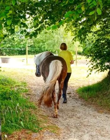 Islænder Elva Fra Torupgård billede 9