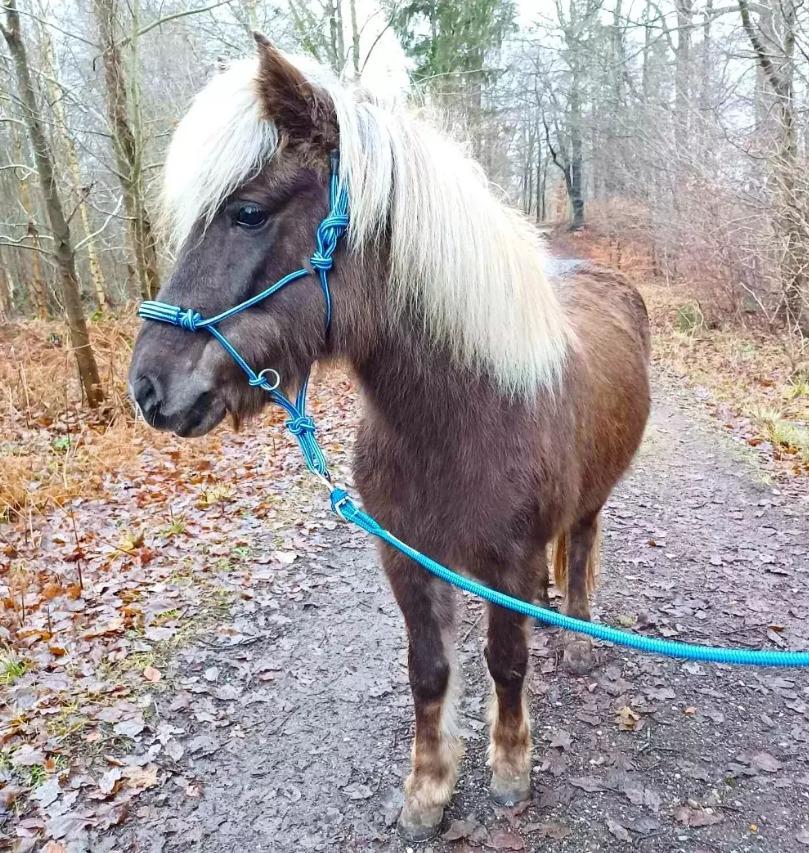 Islænder Elva Fra Torupgård billede 1
