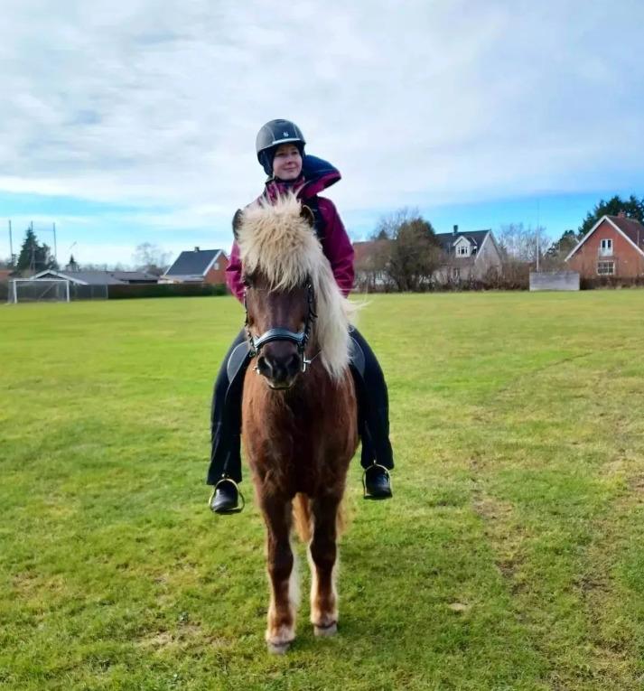 Islænder Elva Fra Torupgård billede 10