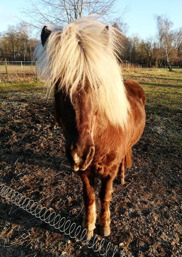 Islænder Elva Fra Torupgård billede 13