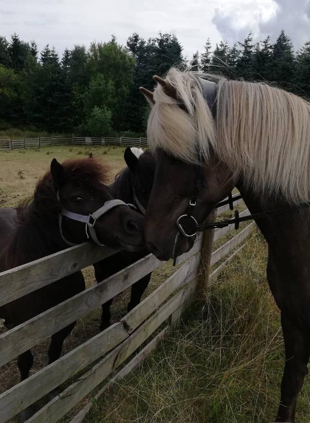 Islænder Elva Fra Torupgård billede 4