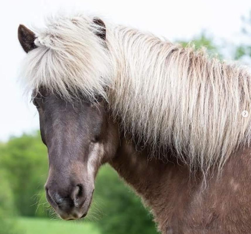 Islænder Elva Fra Torupgård billede 14