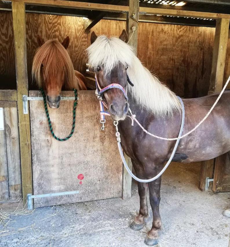 Islænder Elva Fra Torupgård billede 6