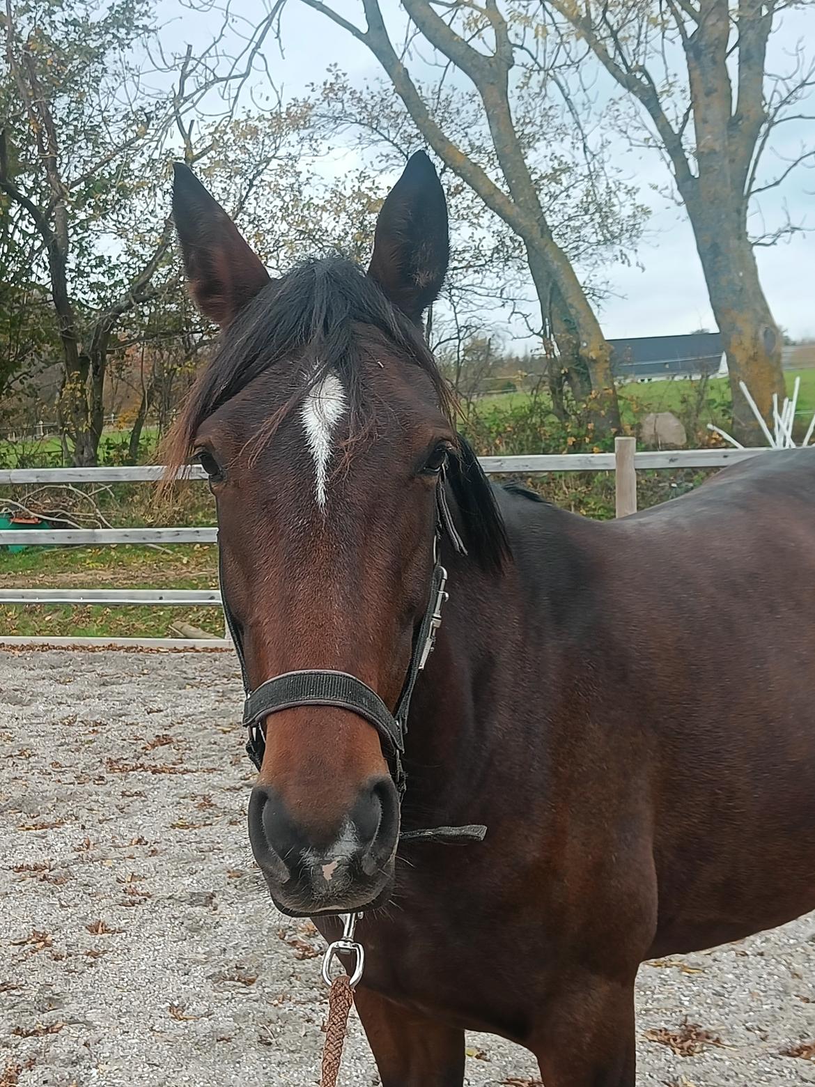 Anden særlig race Dancing clara billede 14