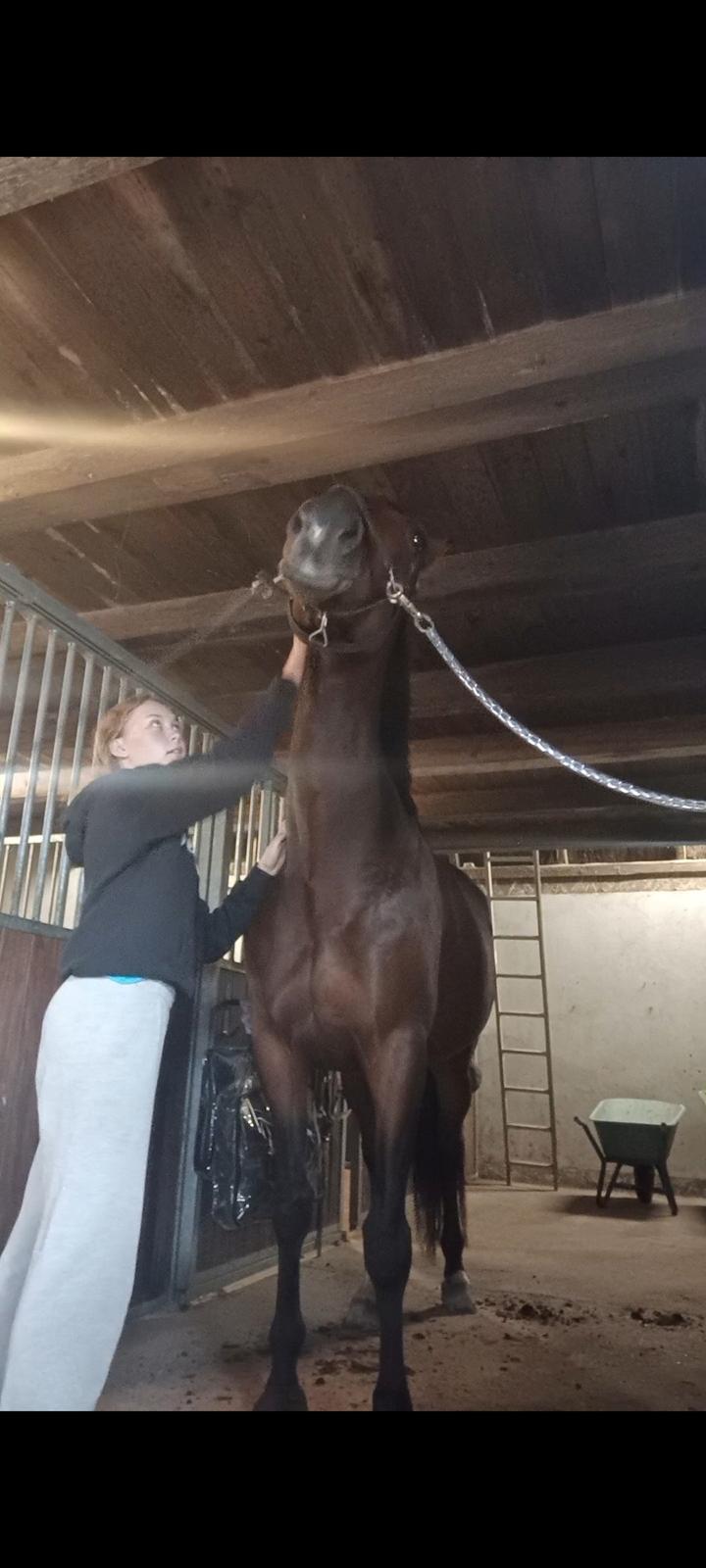 Anden særlig race Dancing clara - det klør vist lidt  billede 15