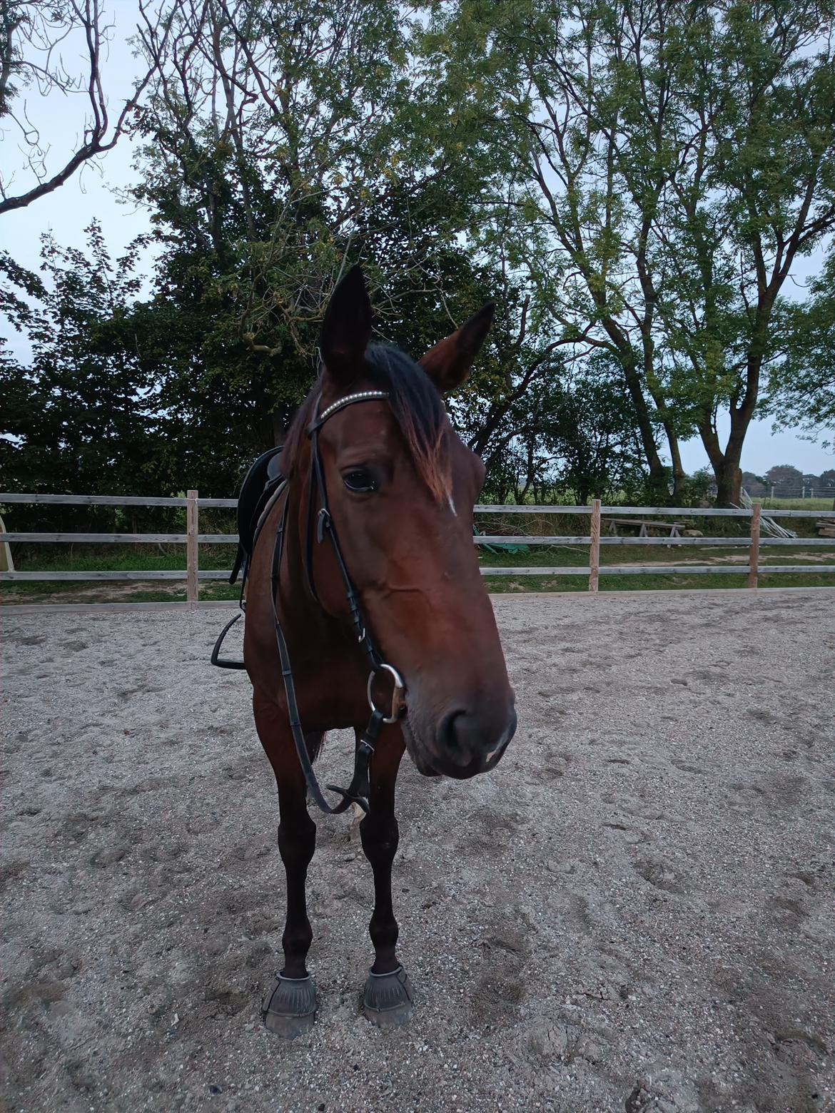 Anden særlig race Dancing clara billede 16