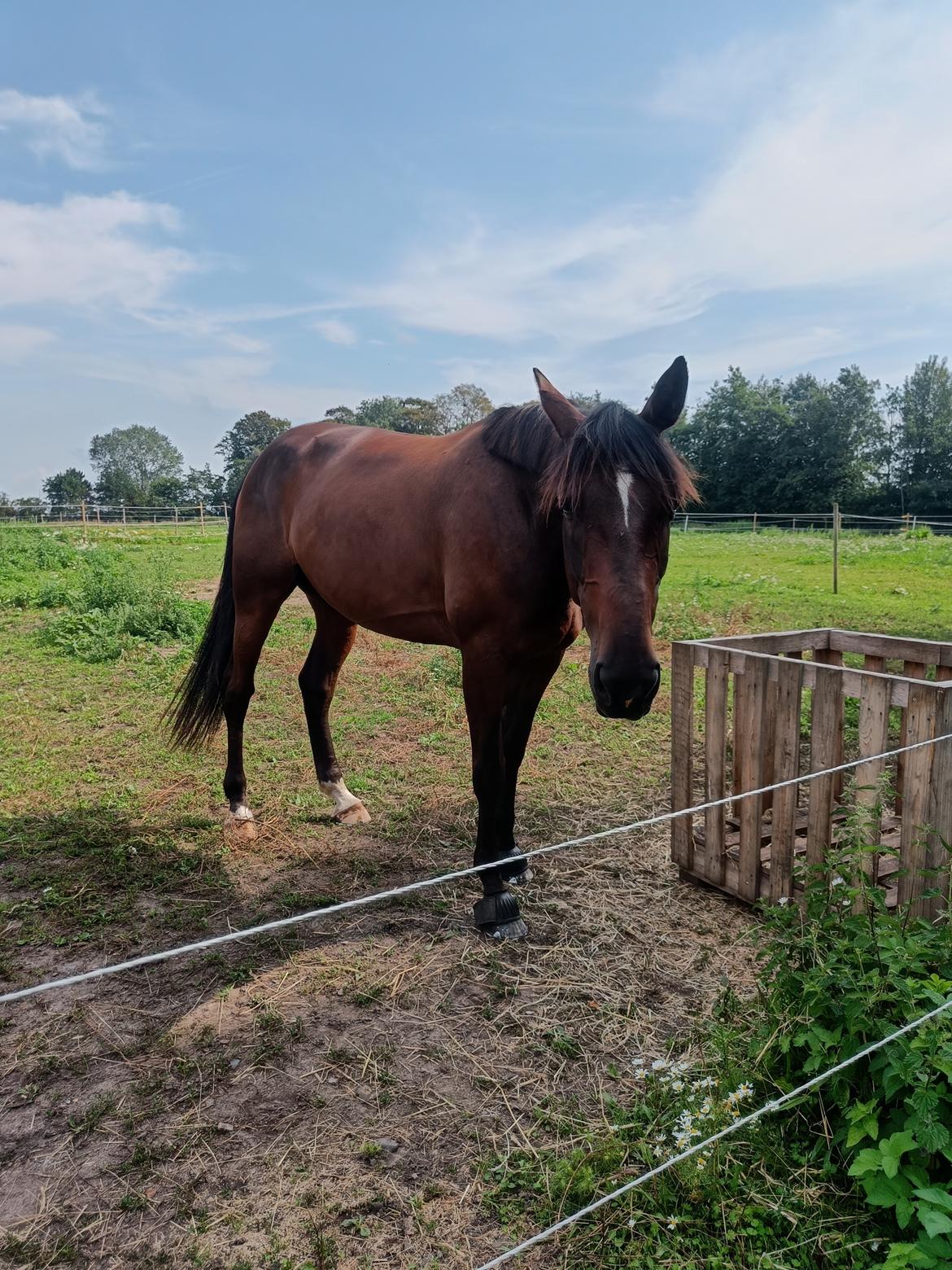 Anden særlig race Dancing clara billede 1