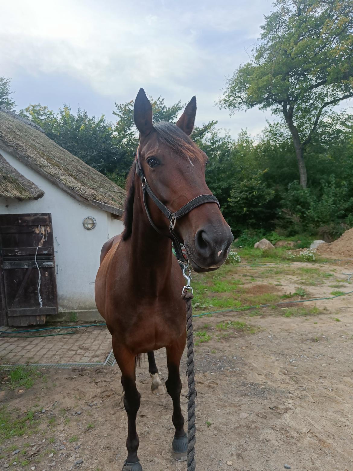 Anden særlig race Dancing clara billede 9