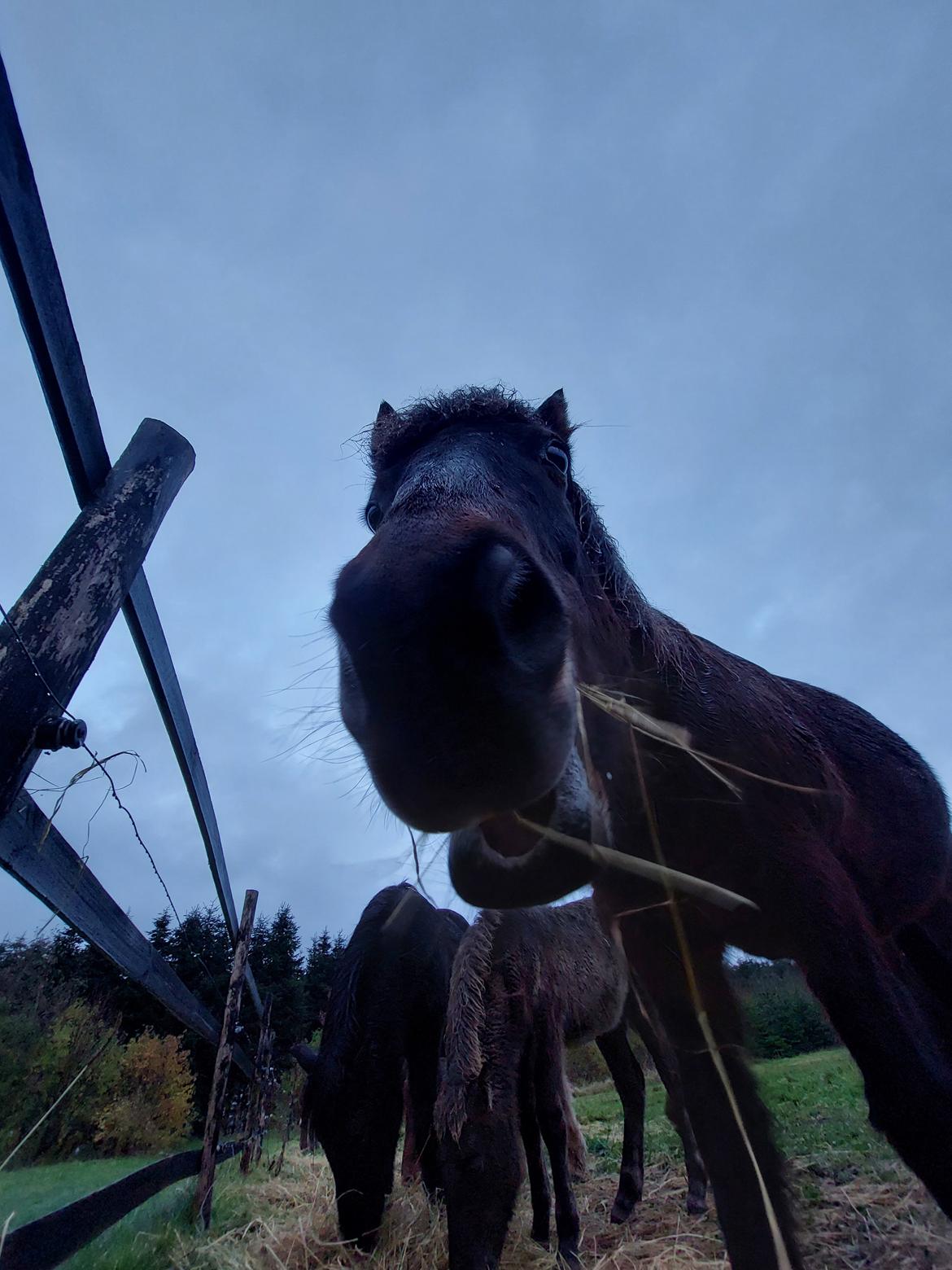 Islænder Geysir Fra Ravnekrogen billede 5