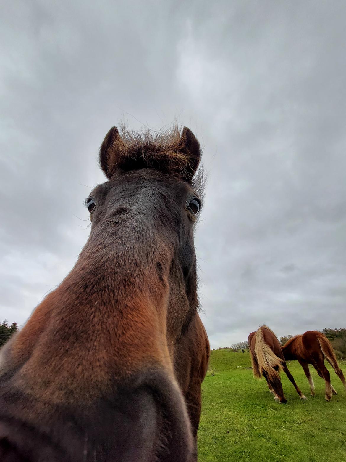 Islænder Geysir Fra Ravnekrogen billede 9