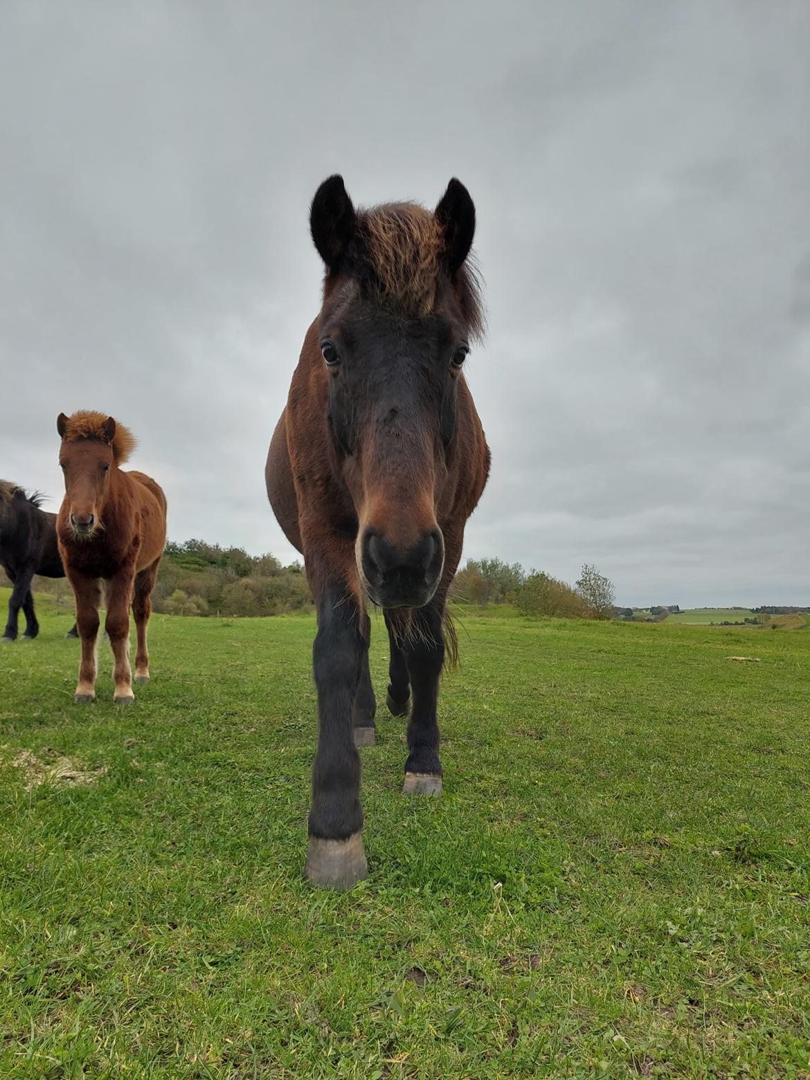 Islænder Geysir Fra Ravnekrogen billede 10