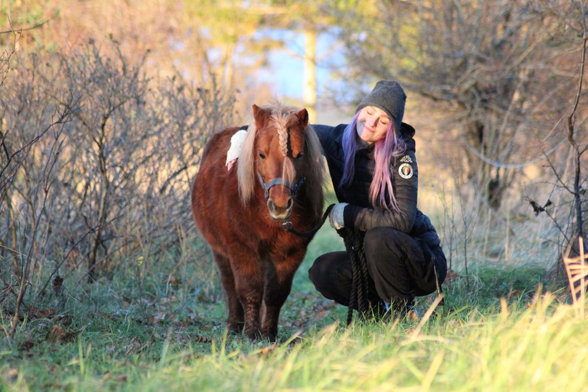 Shetlænder Louie (Lukas) billede 1