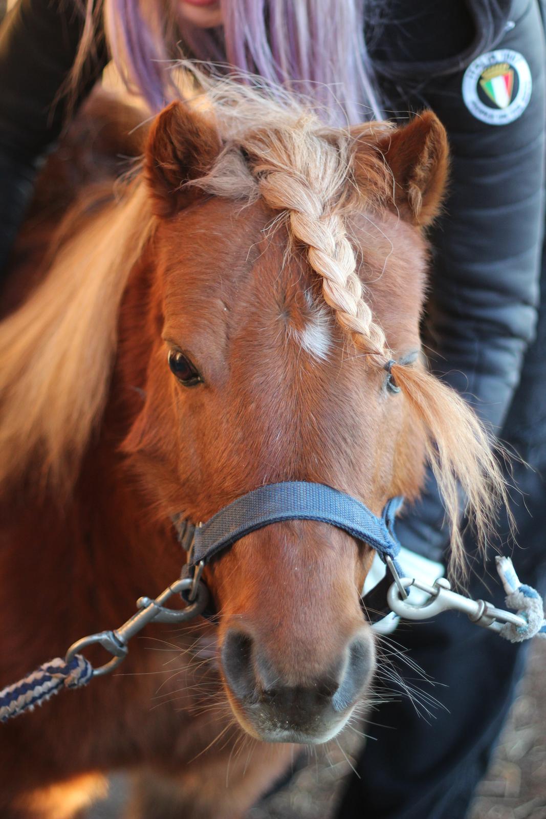 Shetlænder Louie (Lukas) billede 3