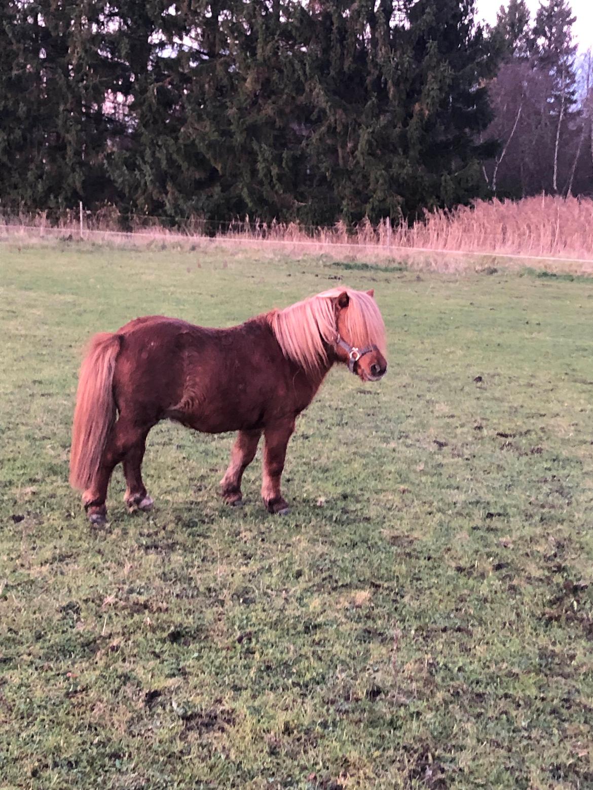 Shetlænder Louie (Lukas) billede 10