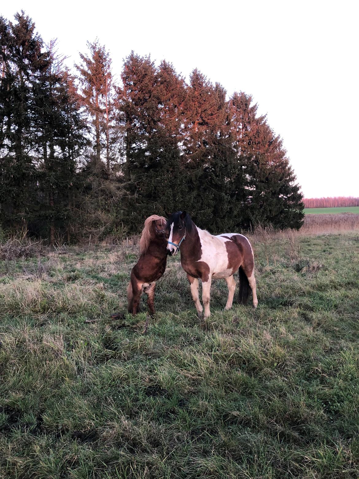 Shetlænder Louie (Lukas) - Fordi hvis man rejser sig op, er man lige så høj som Topper billede 11