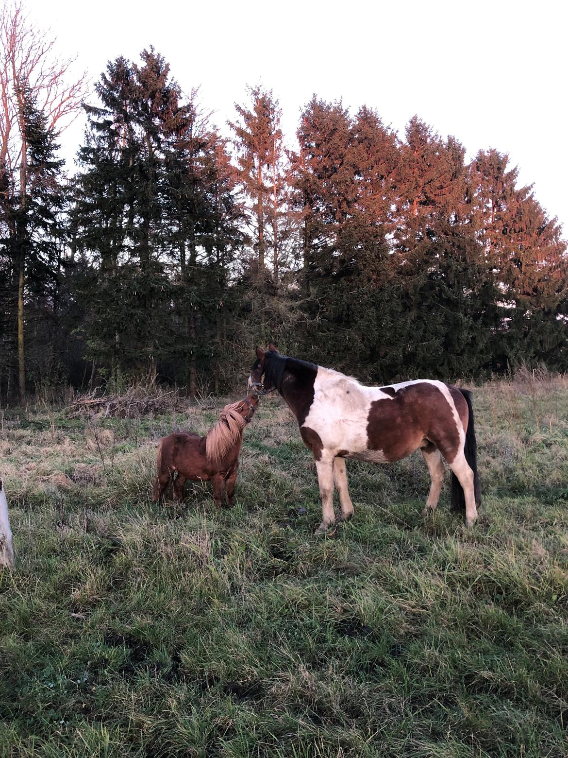 Shetlænder Louie (Lukas) billede 12