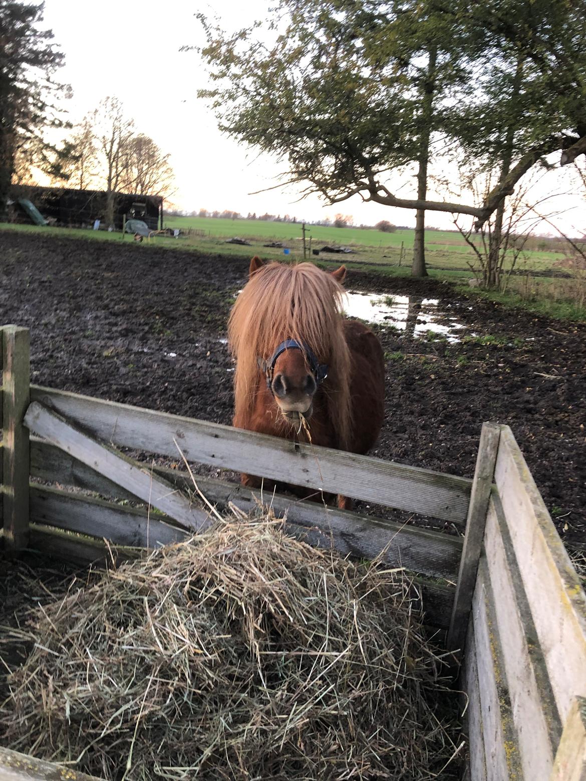 Shetlænder Louie (Lukas) billede 9