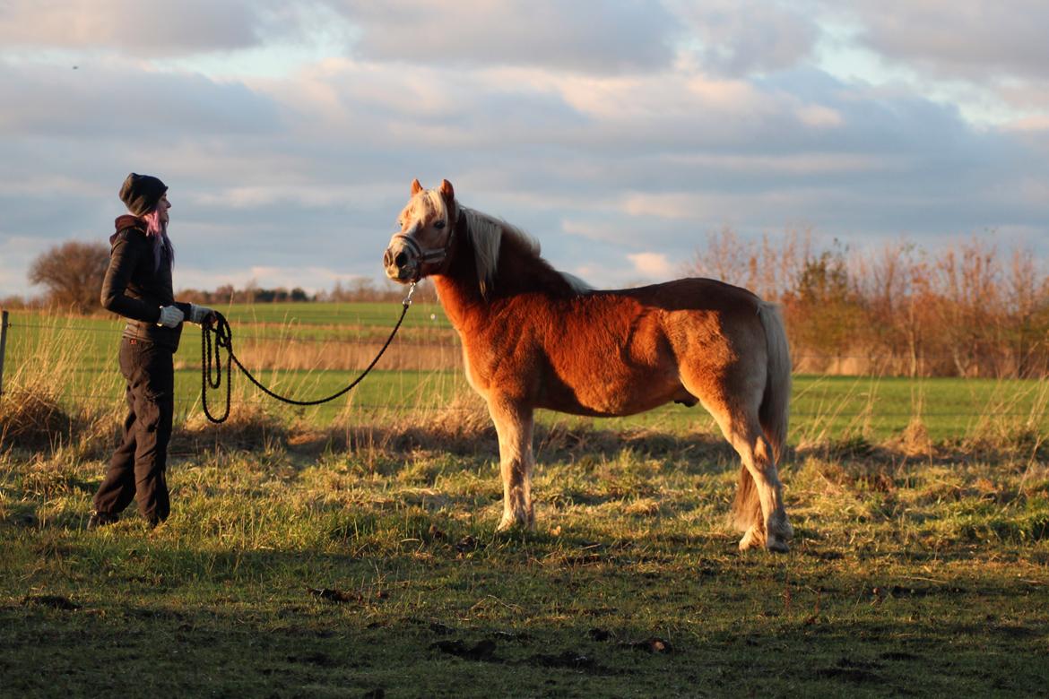 Haflinger Pepsi billede 2