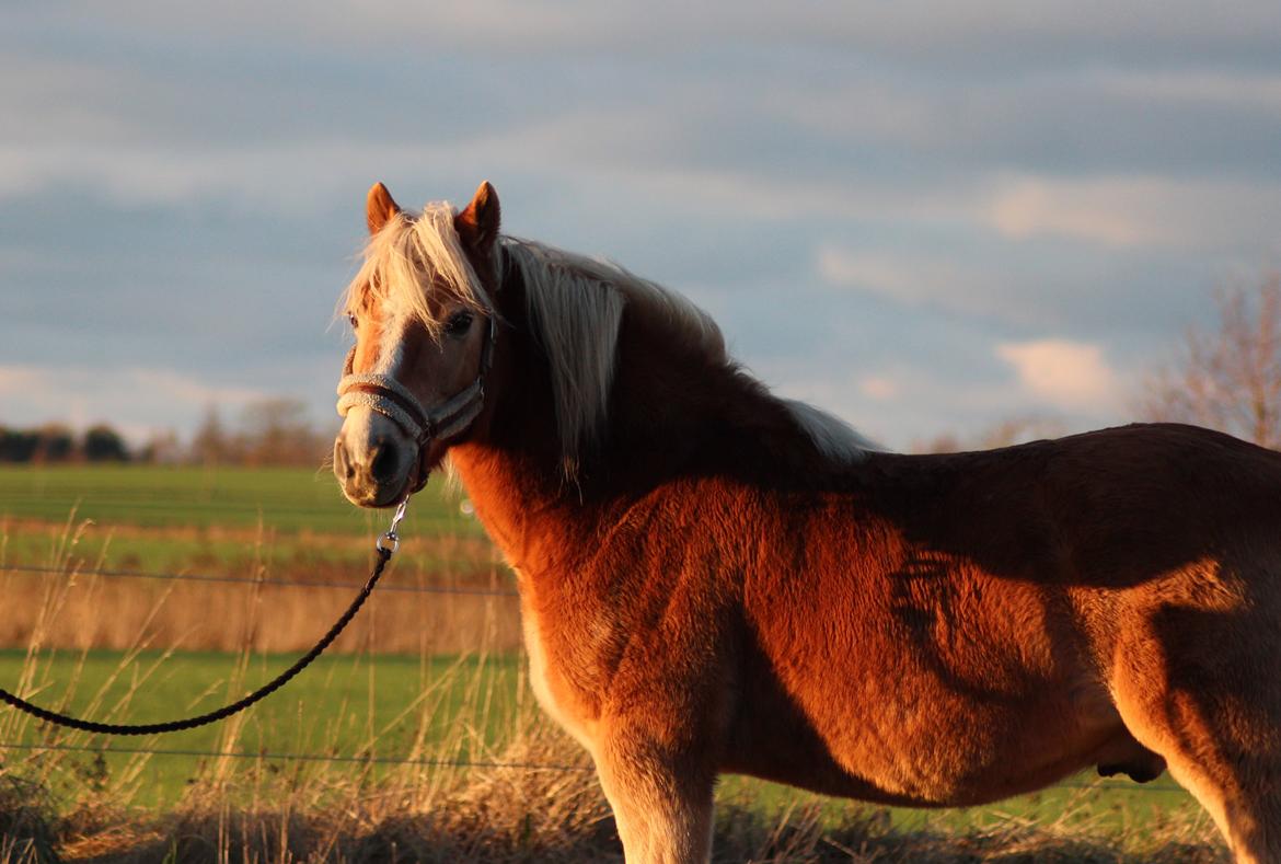 Haflinger Pepsi billede 6