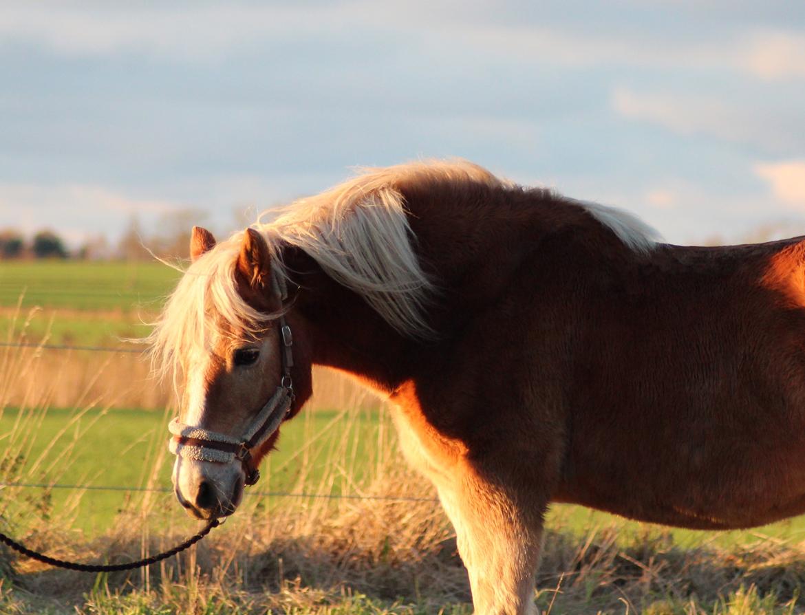 Haflinger Pepsi billede 1