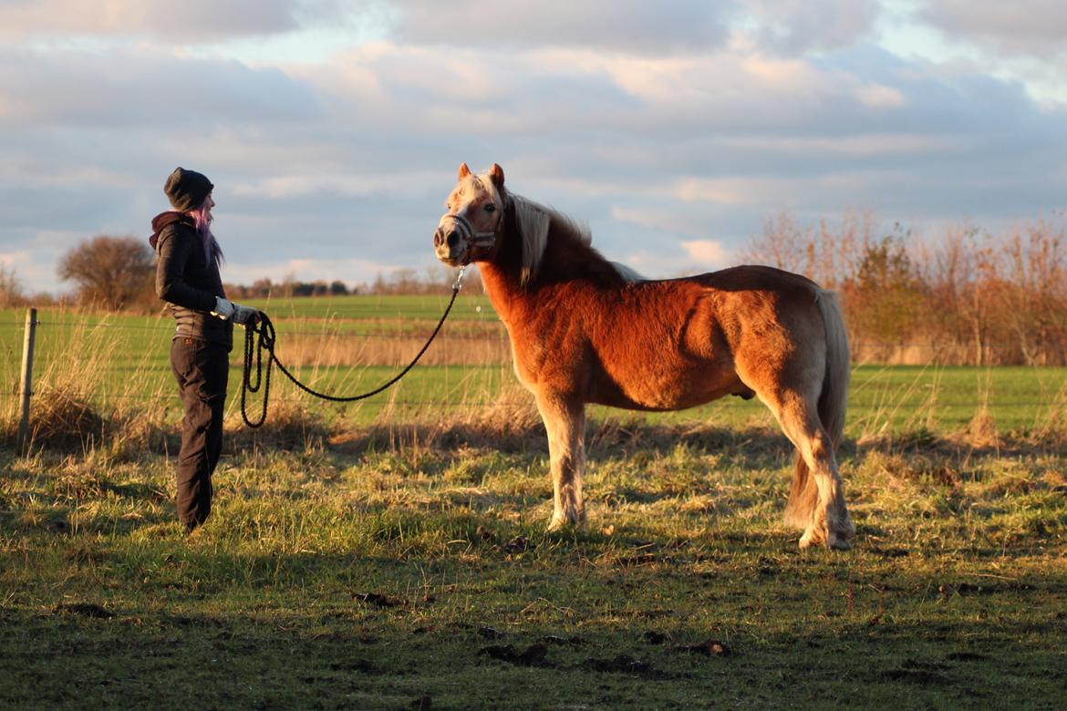 Haflinger Pepsi billede 5