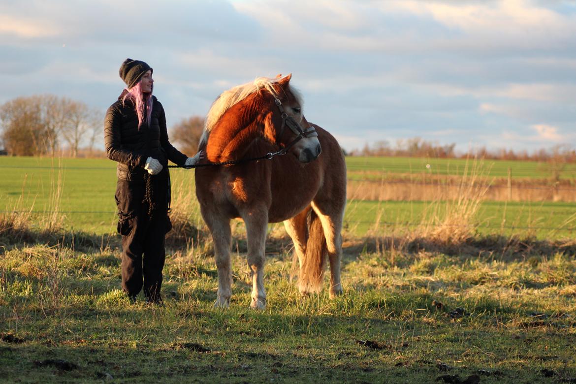 Haflinger Pepsi billede 9