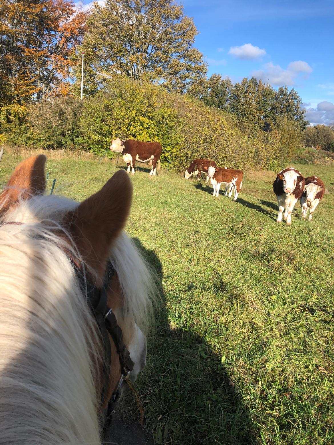 Haflinger Pepsi billede 8